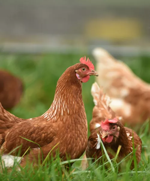 Naturally reared organic heritage poultry